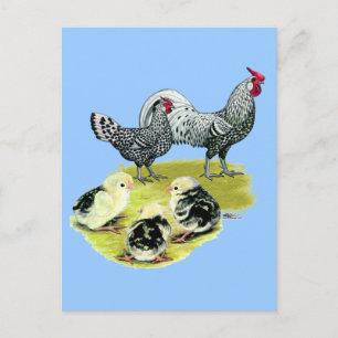 Carte Postale Famille Hambourg tachetée