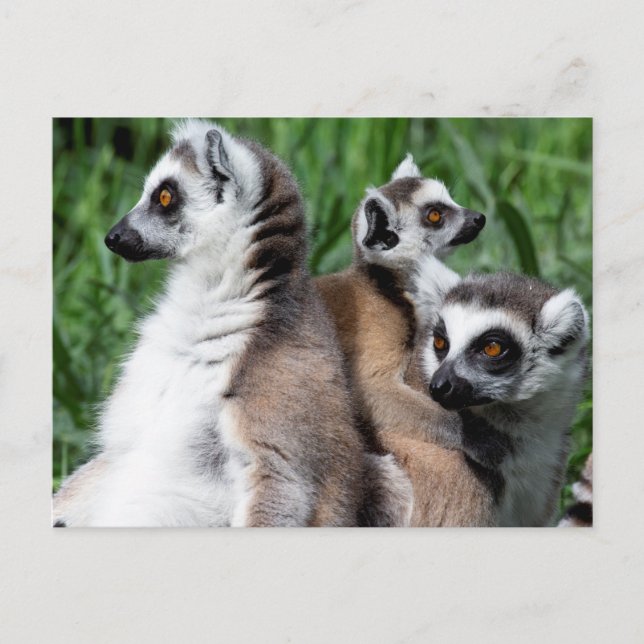 Carte Postale Famille Lemur à queue de ceinture (Devant)