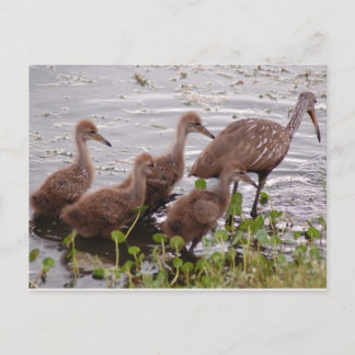 Carte Postale Famille Limpkin