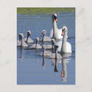 Carte Postale Famille Mute Swan