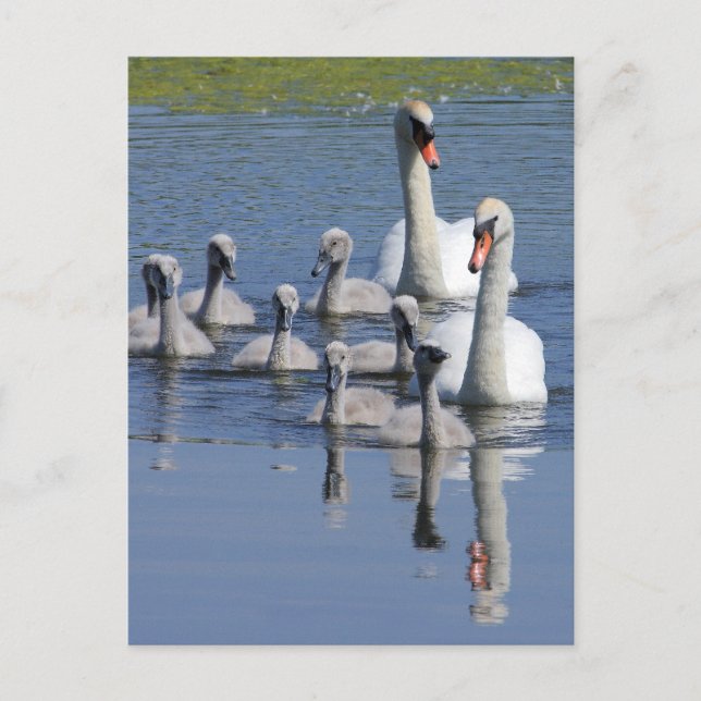 Carte Postale Famille Mute Swan (Devant)