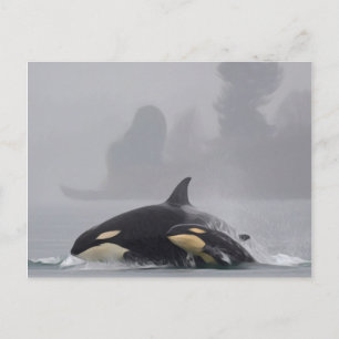 Carte Postale Famille Orca
