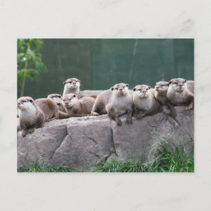 Carte Postale Famille Otter