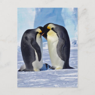 Carte Postale Famille Penguin Empereur