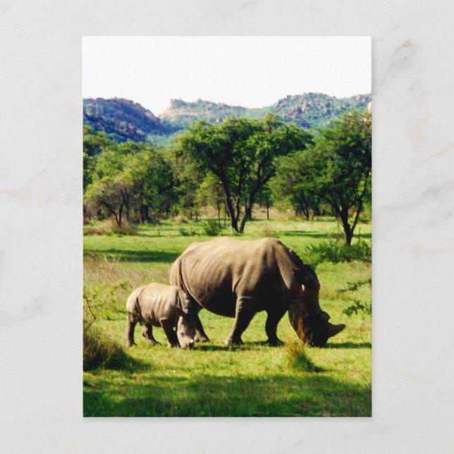 Carte Postale famille rhino (Devant)
