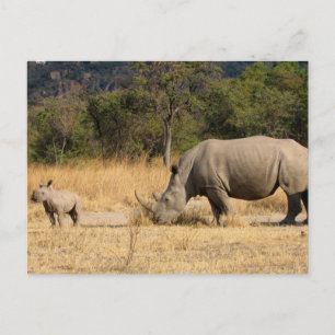 Carte postale famille Rhinoceros