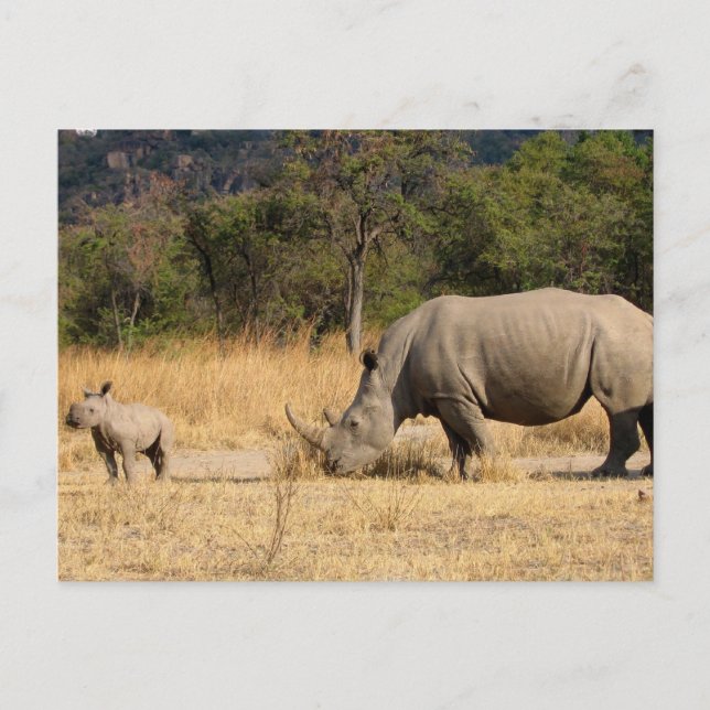 Carte postale famille Rhinoceros (Devant)