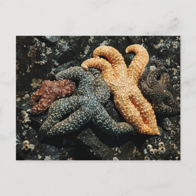 Carte Postale Famille Sea Star (Devant)