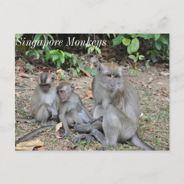 Carte Postale Famille singe de Singapour (Devant)