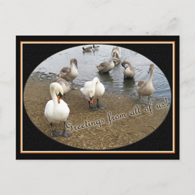 Carte Postale Famille Swan (Devant)