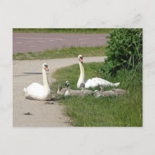 Carte Postale Famille Swan sur piste cyclable do-it-yourself car