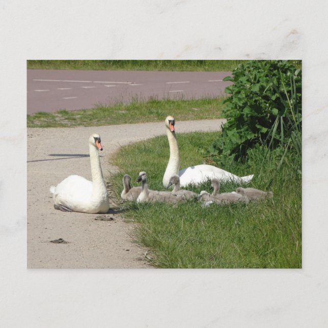 Carte Postale Famille Swan sur piste cyclable do-it-yourself car (Devant)