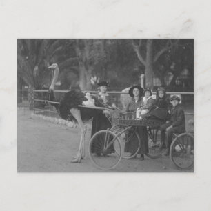 Carte Postale Famille vintage en Ostrich Drawn Carriage