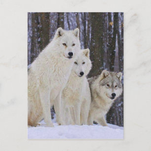 Carte Postale Famille Wolf