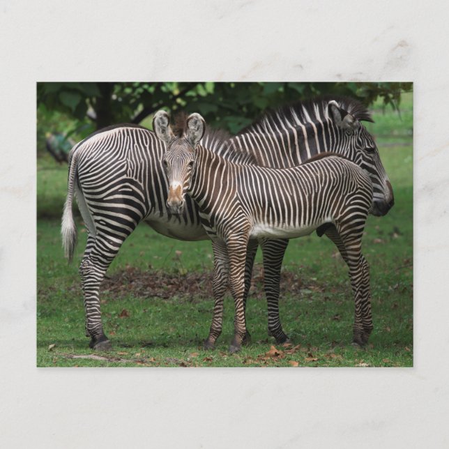 Carte Postale Famille Zebra (Devant)