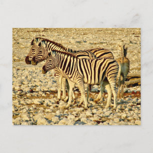 Carte Postale famille zèbre