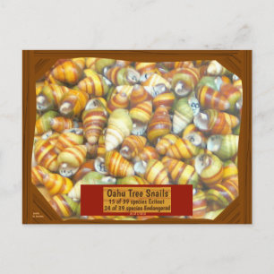 Carte Postale Famous Oahu Tree Snails are going extinct unless -