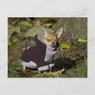 Carte Postale Fancy Chihuahua