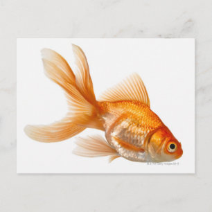 Carte Postale Fancy Goldfish