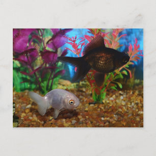 Carte Postale Fancy Goldfish Lionhead Black Moor