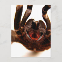 Fangs - Tarantula Art Image 2