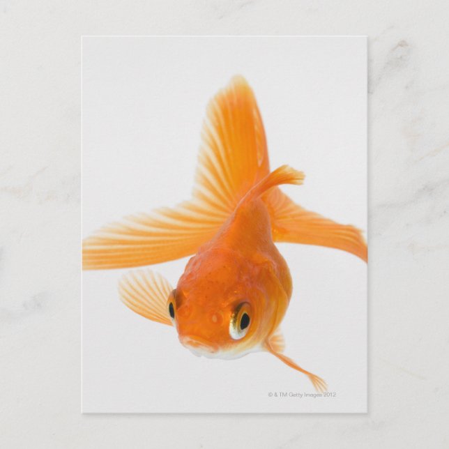 Carte Postale Fantail (Carassius auratus) (Devant)