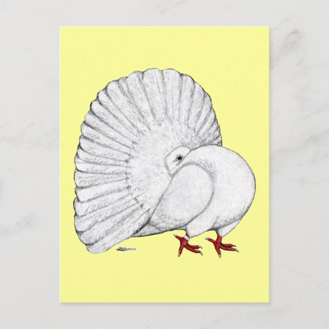 Carte Postale Fantail Pigeon White (Devant)