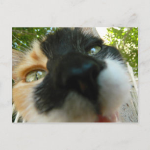 Carte Postale Fantaisie chat visage gros plan photo