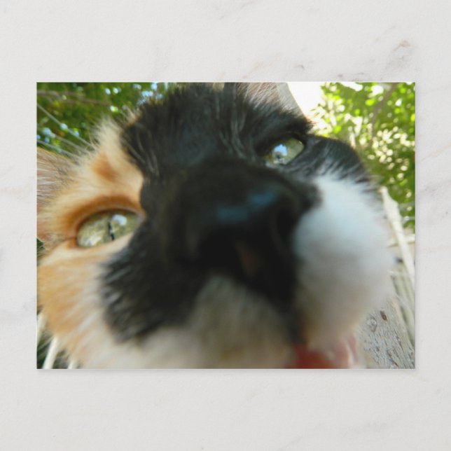 Carte Postale Fantaisie chat visage gros plan photo (Devant)