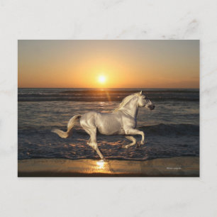 Carte Postale Fantasy Horses: Sunset