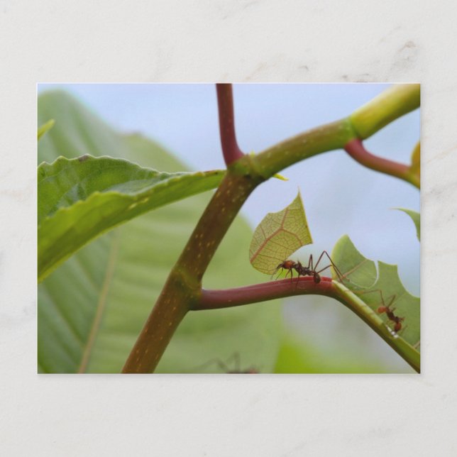 Carte Postale Fants de découpe de la feuille (Devant)