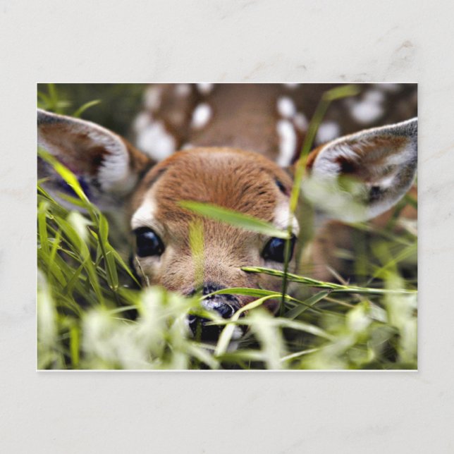 Carte postale - Faon (Devant)