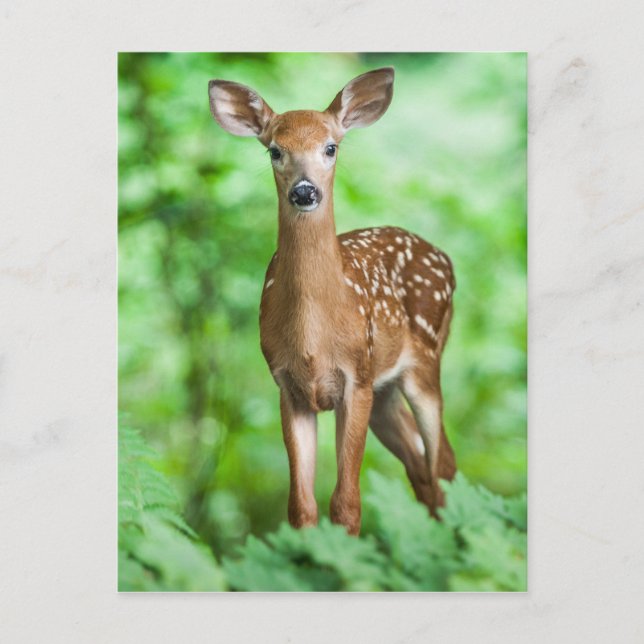 Carte Postale Faon Bambi de cerfs communs de bébé dans la forêt (Devant)