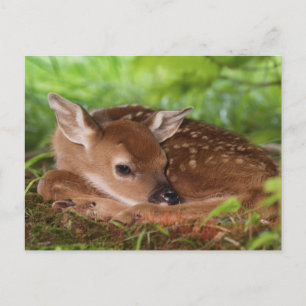 Carte Postale Faon de Cerf à queue blanche âgé de deux jours, Ke