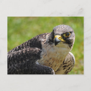 Carte Postale faucon