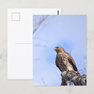 Carte postale faucon à épaules rouges juvénile