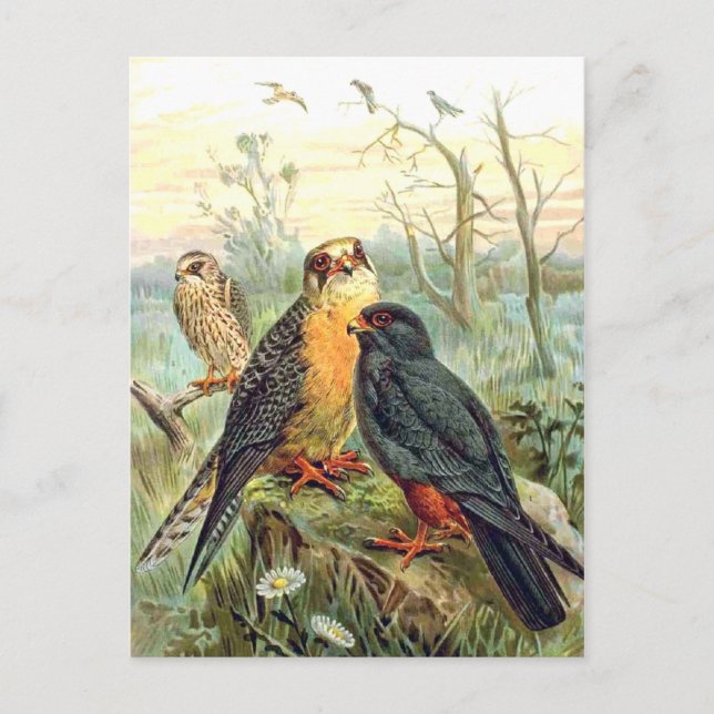 Carte Postale Faucon à pattes rouges (Devant)