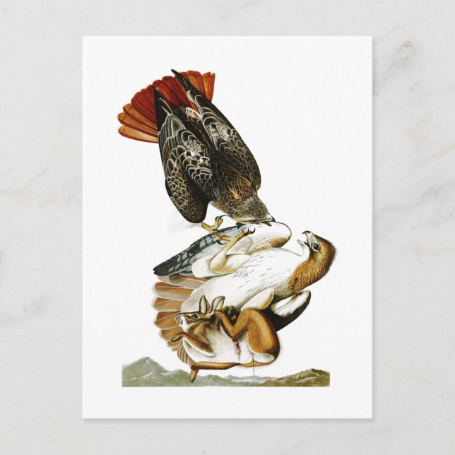 Carte Postale Faucon à queue rouge John James Audubon Oiseaux Am (Devant)