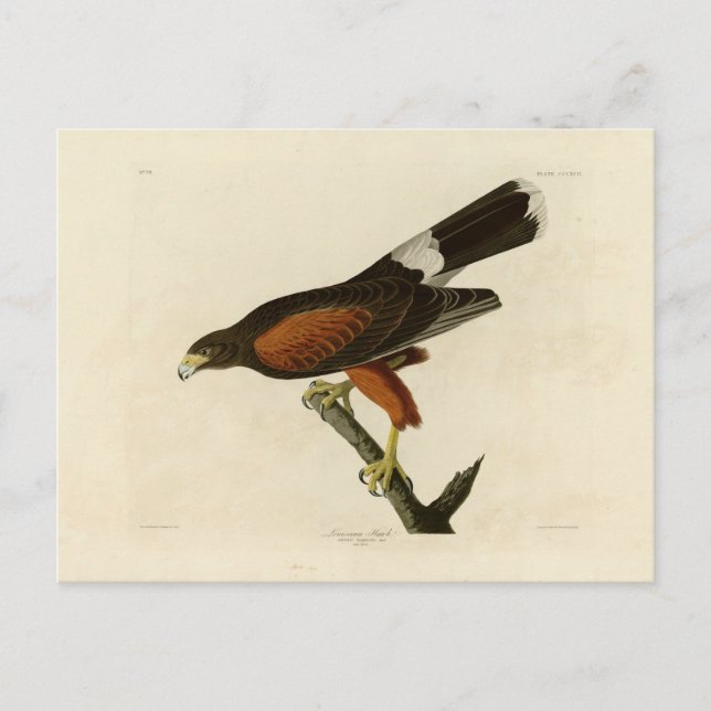 Carte Postale Faucon de la Louisiane (Devant)