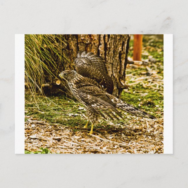 Carte Postale Faucon des jeunes coopers (Devant)