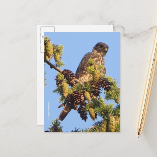 Carte Postale Faucon Merlin dans l'arbre des pins (Devant/Arrière en situation)