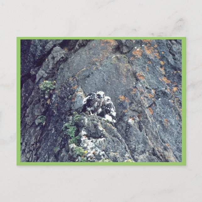 Carte Postale Faucon pèlerin (Devant)