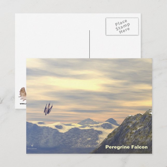 Carte Postale Faucon pèlerin de la vélocité terminale (Devant / Derrière)