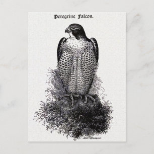 Carte Postale Faucon pèlerin Illustration Vintage de l'oiseau
