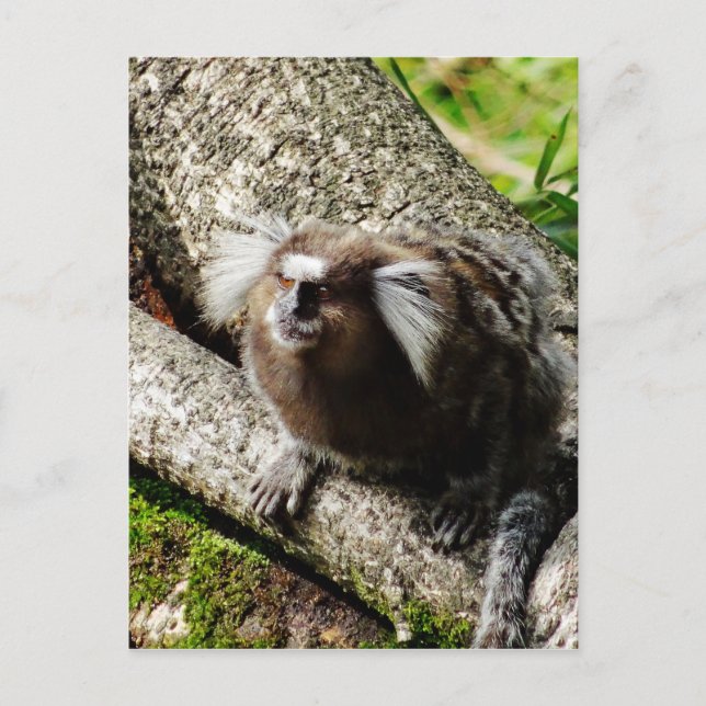 Carte Postale Faune à Rio (Devant)