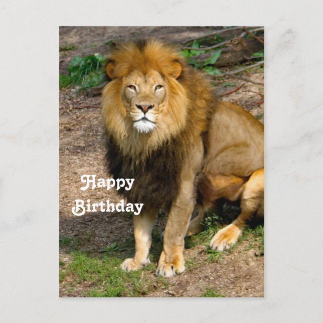 Carte Postale Faune Afrique Lion assis photo Anniversaire (Devant)