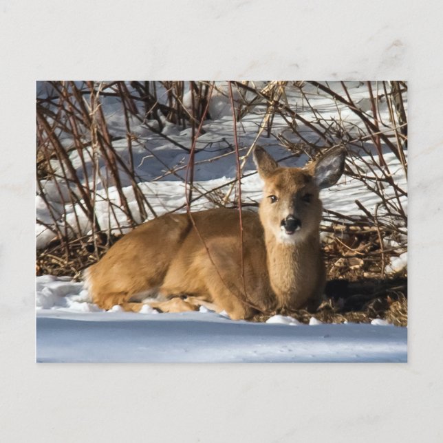 Carte Postale Faune allongée sur l'herbe (Devant)