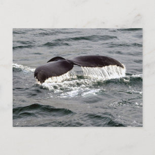 Carte Postale Faune Baleine Tail Alaska Photo