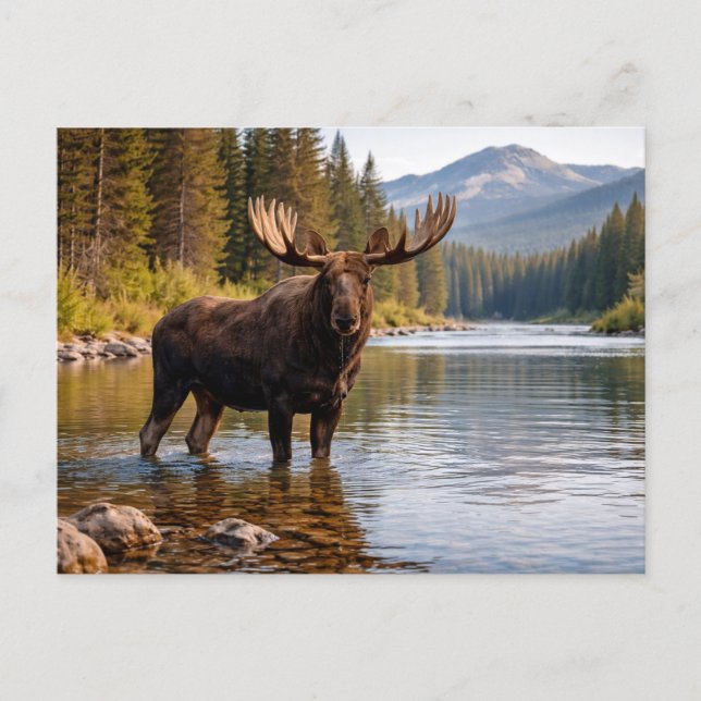 Carte Postale Faune Orignal Sauvagerie Rivière (Devant)