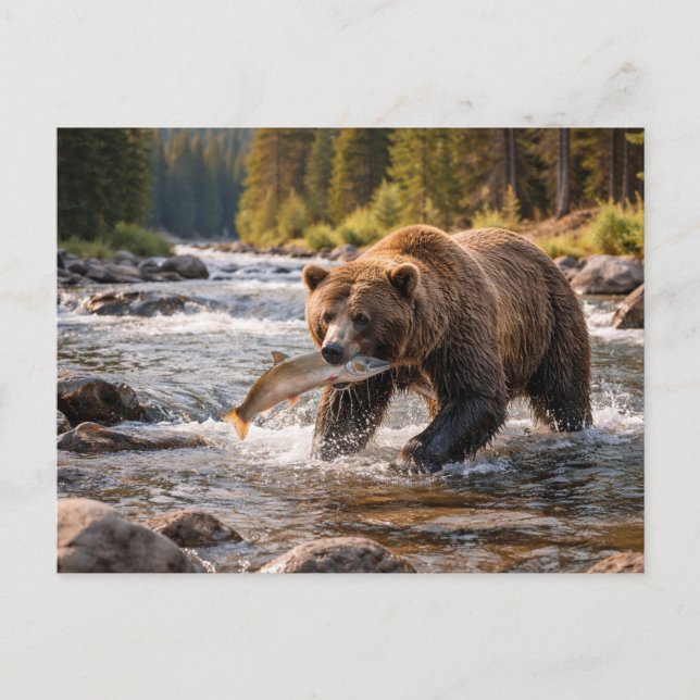 Carte Postale Faune Ours Grizzly Attrapant un Poisson (Devant)